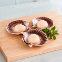 Conchas sin Coral y con Caparazón x 12 und